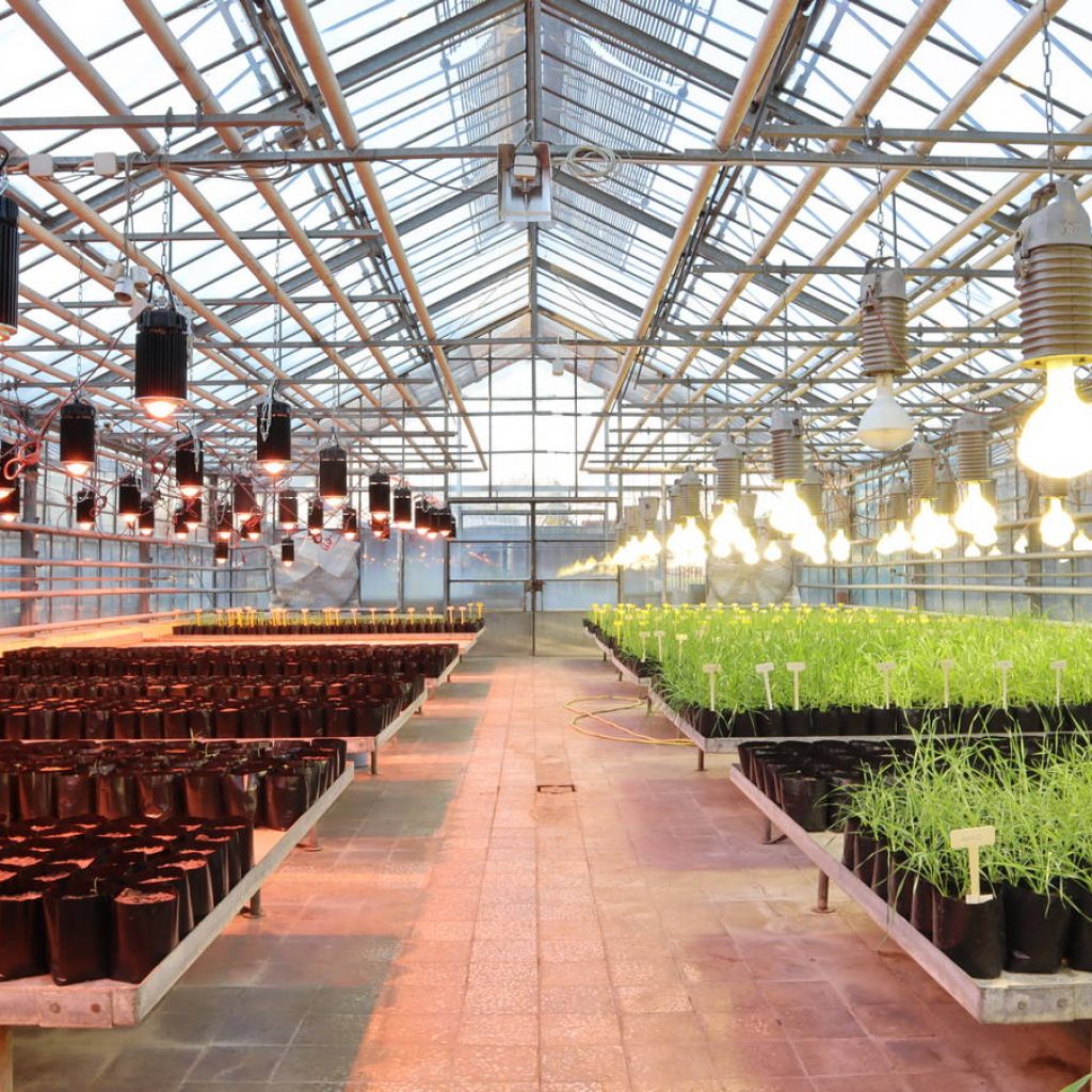 Gabonakutató Szeged üvegház LED kiegészítő növényvilágítás
