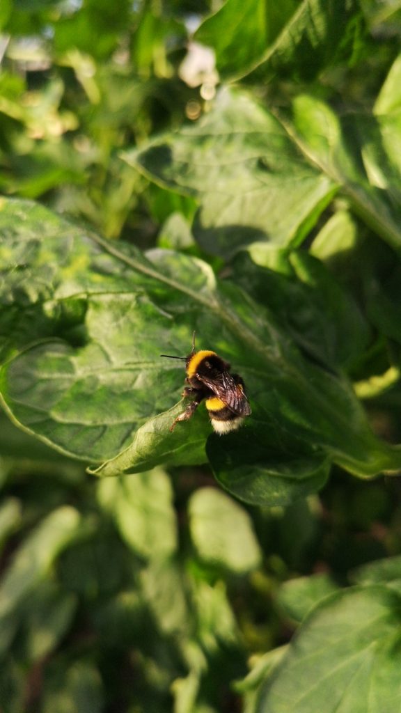 beporzo mehek uveghazban - Black Sparkle®