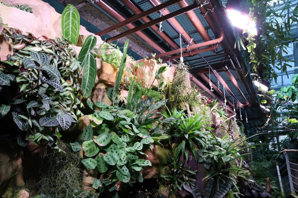 uveghazi novenyek vilagitasa ledium black sparkle led - Black Sparkle®