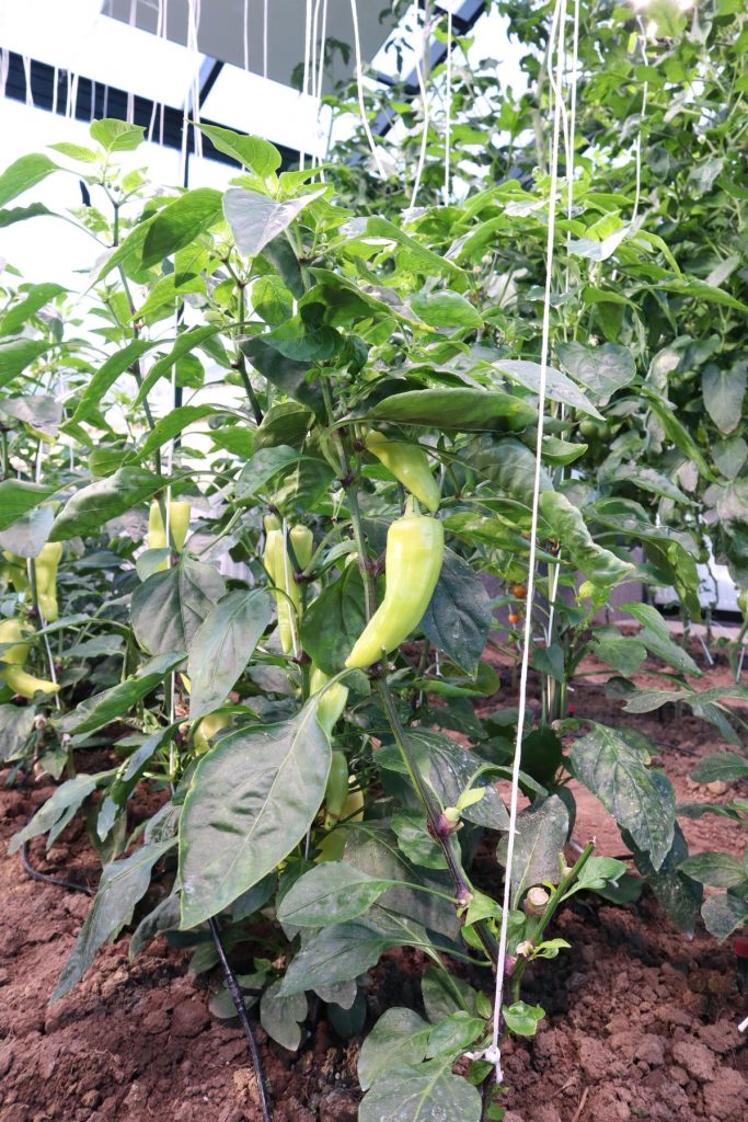 paprika palánta nevelés LED növénytermesztő lámpa alatt