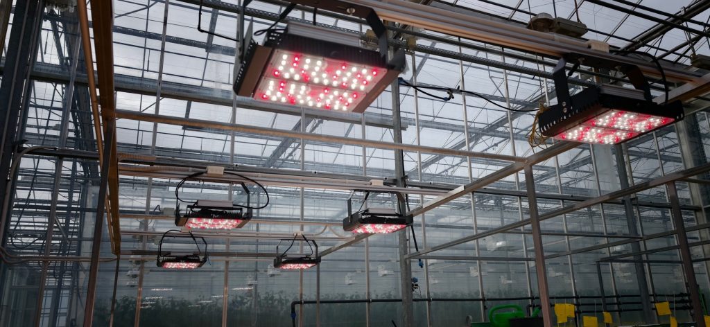 2 led uveghazi dinnye panlanta nevelo lapna1 - Black Sparkle®