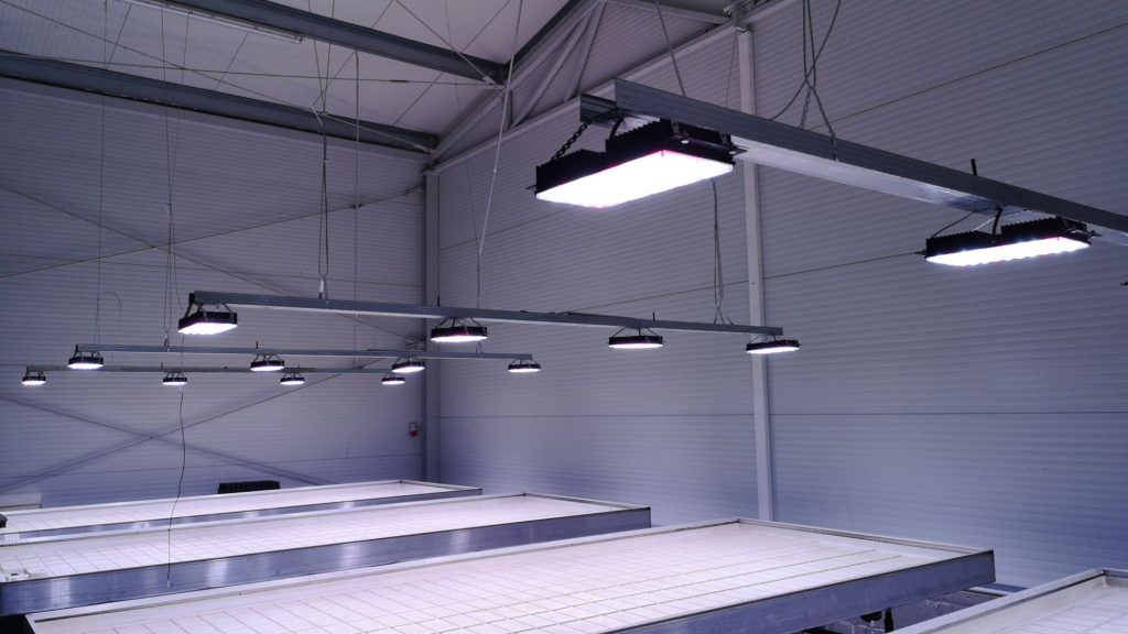 LED világítás chilipaprika palántákra 3 3 chilipalanta led vilagitas - Black Sparkle®