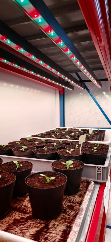 HUN-REN ATK kísérleti növénykamrák teljes pompájukban 9 voros kek feher tavoli voros 4 csatornas vezerelt led novenyvilagito berendezes 2 - Black Sparkle®