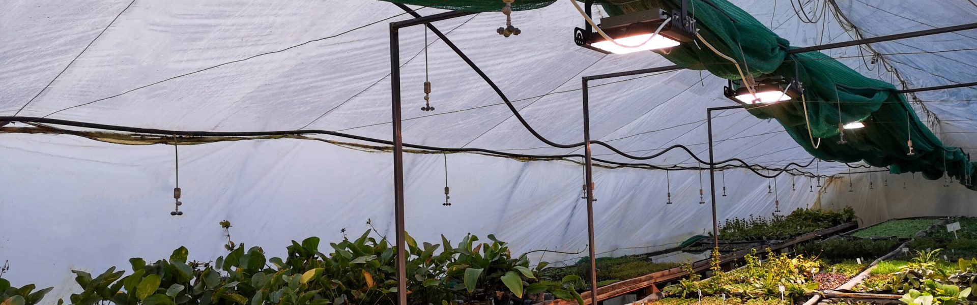 Black Sparkle modul vízinövény-kertészet fóliasátor