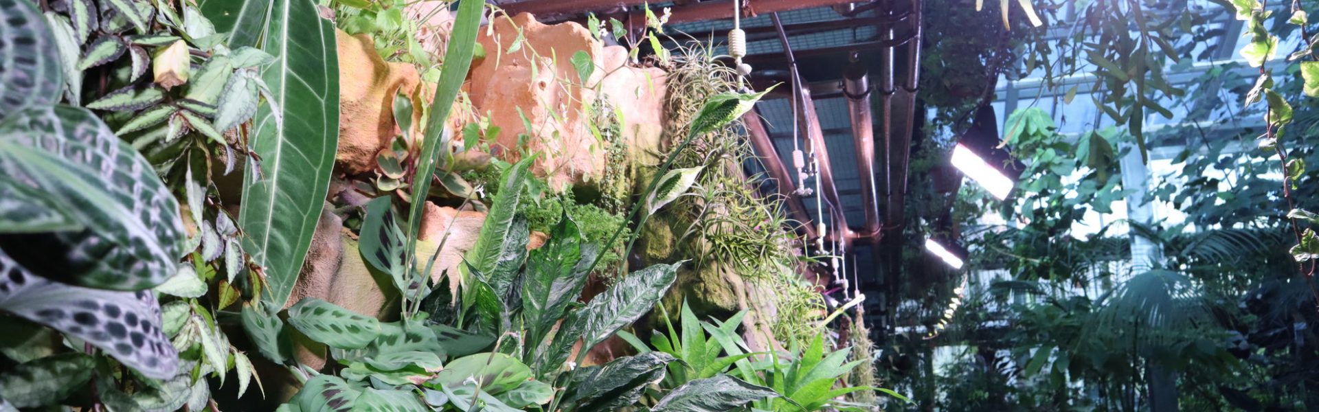 LED üvegház zödfal világítás